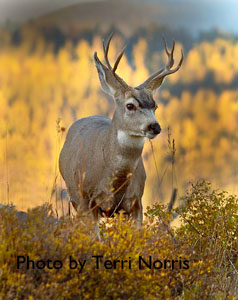 mule deer buck